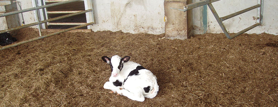 Sustainable Dairy Farms Sustainable Dairy Farms